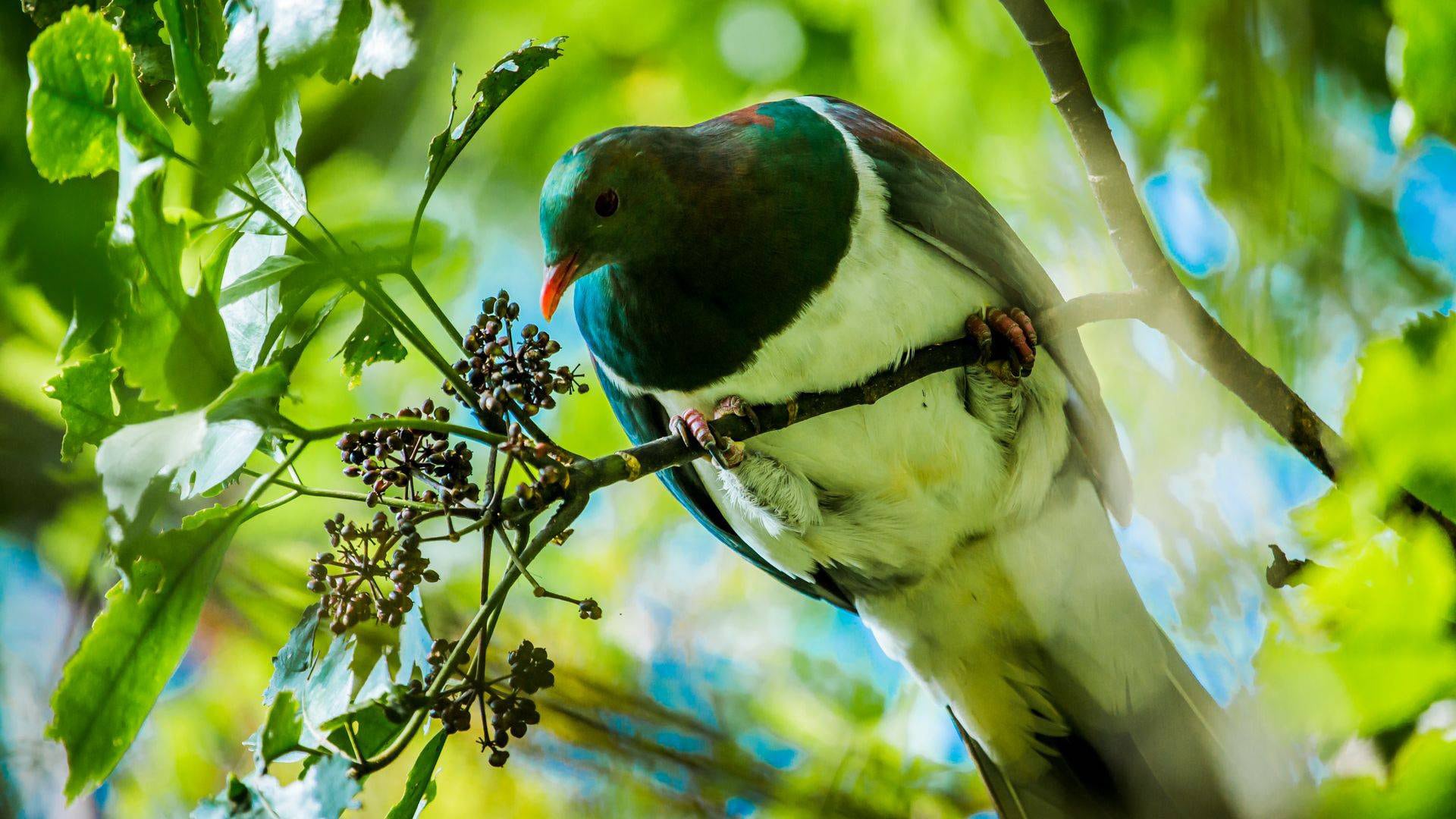 1920x1080 New Zealand Birds at Waimangu Volcanic Valley
