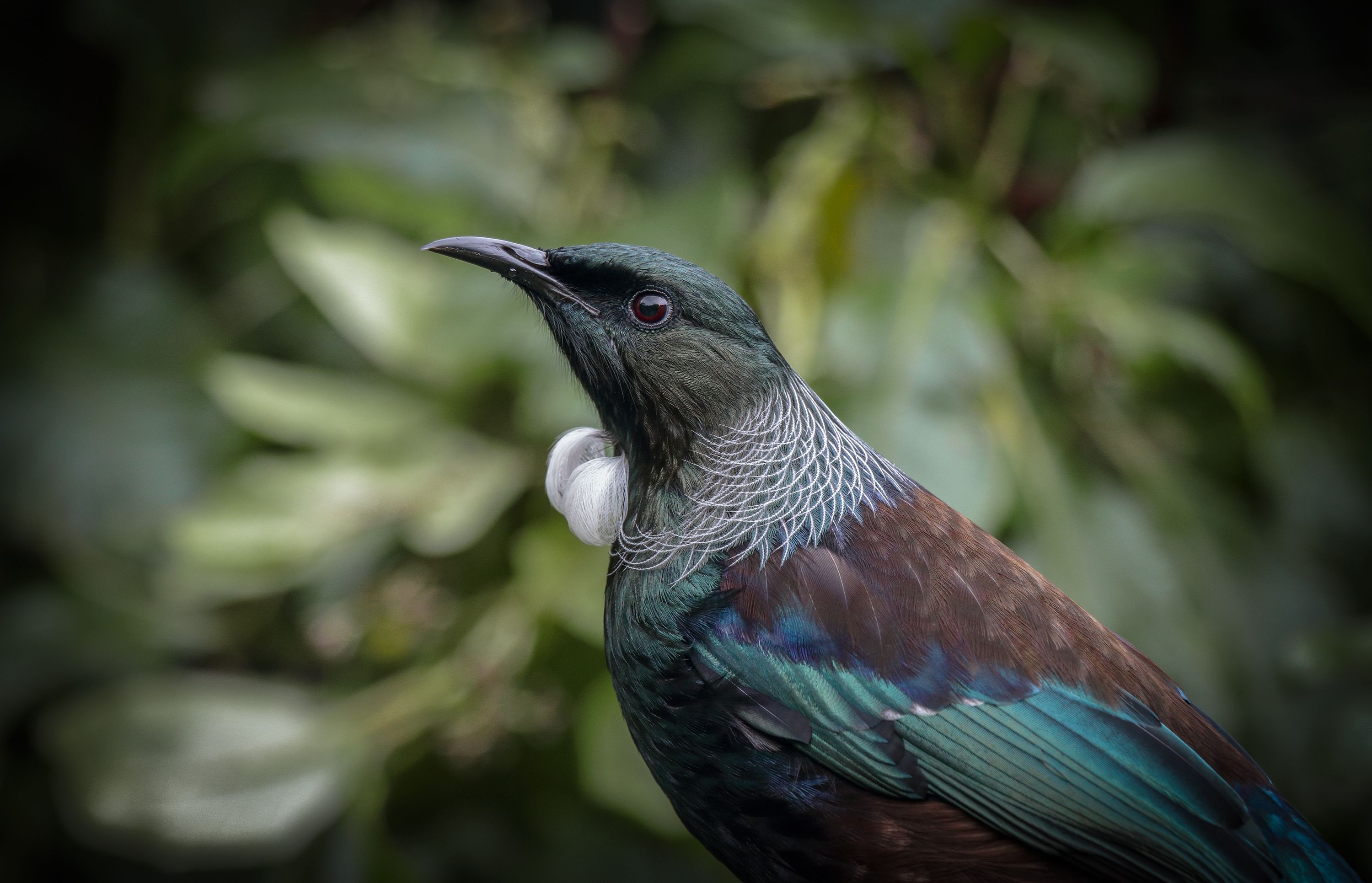 3000x1931 Phone wallpaper: New Zealand, Animal, Tui, Bird, Honeyeater, Passerine, Birds 417085