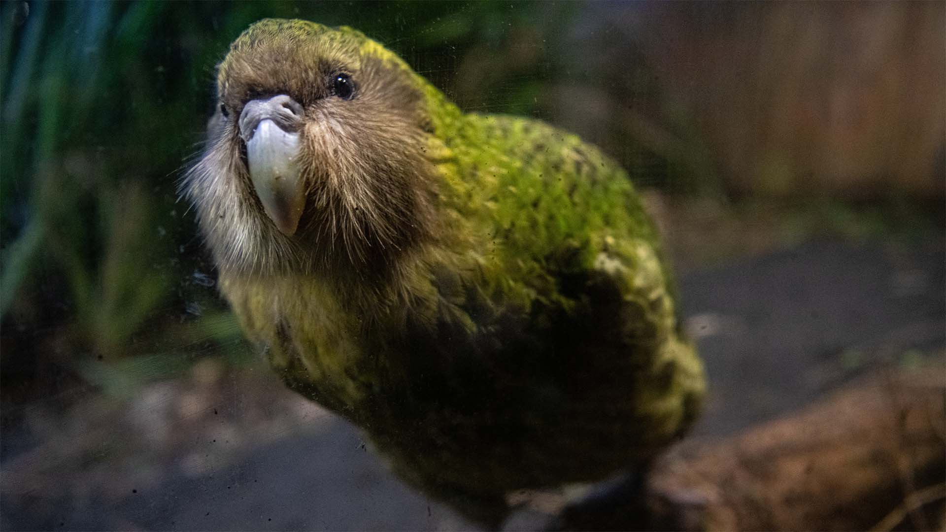 1920x1080 Learn about New Zealand birds and where to see them!