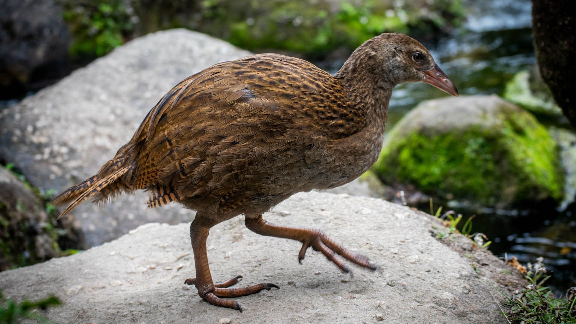 1920x1080 New Zealand's Bold Rat Control Campaign Sees Its First Wave Of Successes