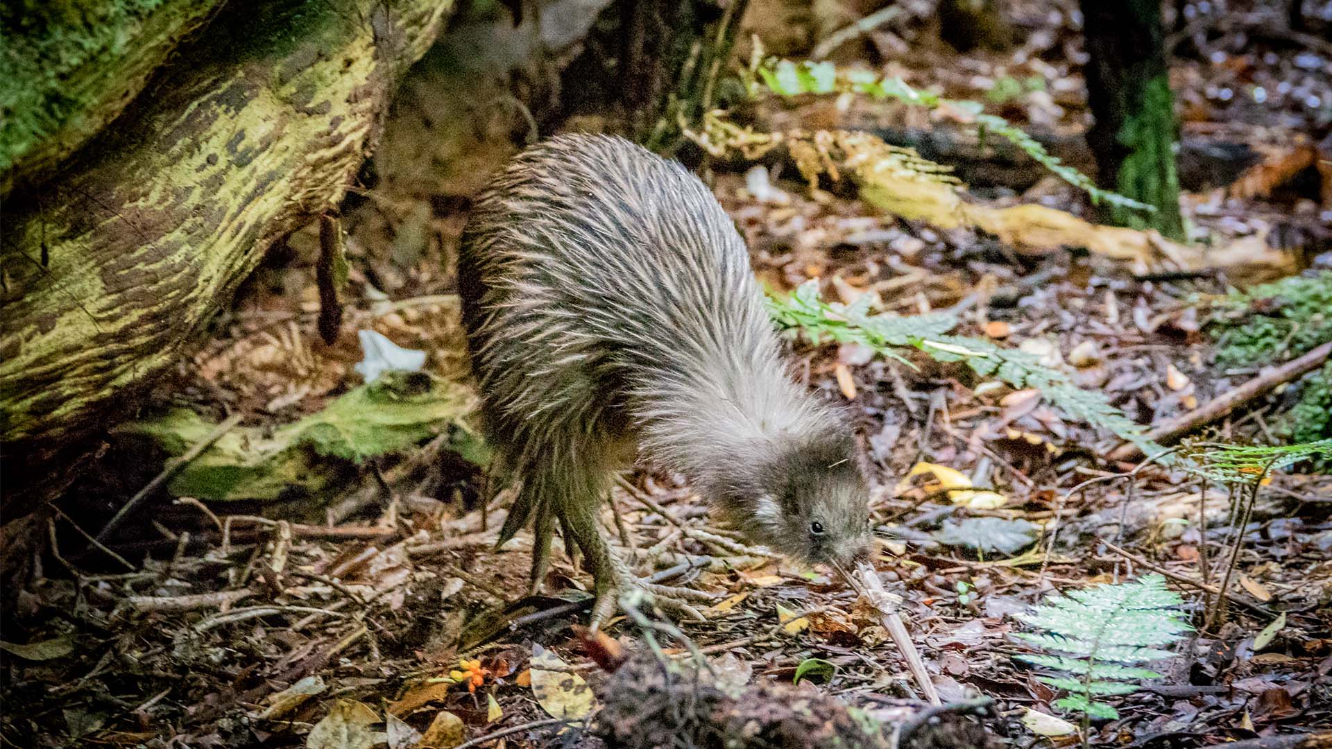 1920x1080 Learn about New Zealand birds and where to see them!