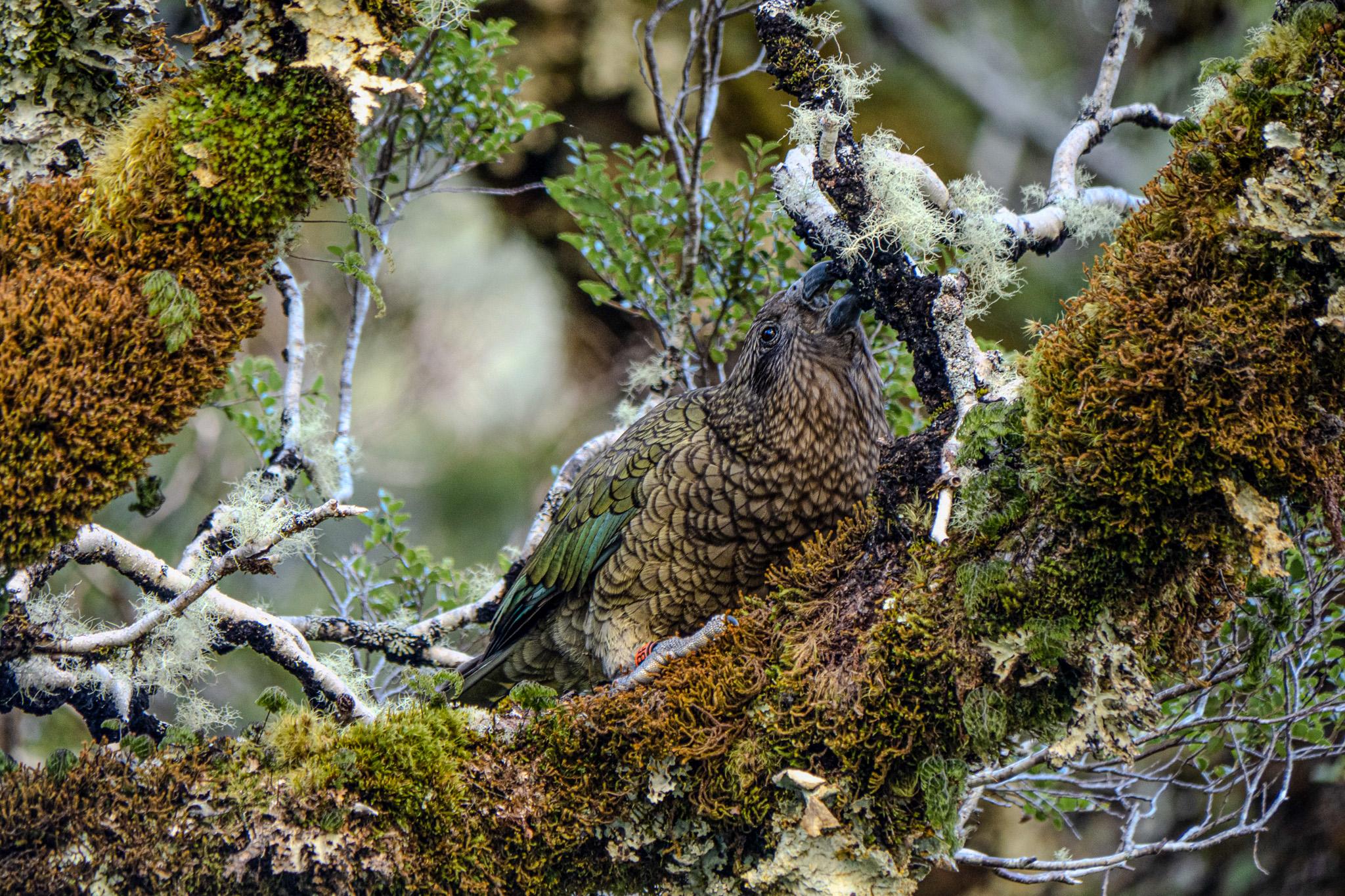 2048x1365 Kea Parrot: The Intelligence of New Zealand's Alpine Heights