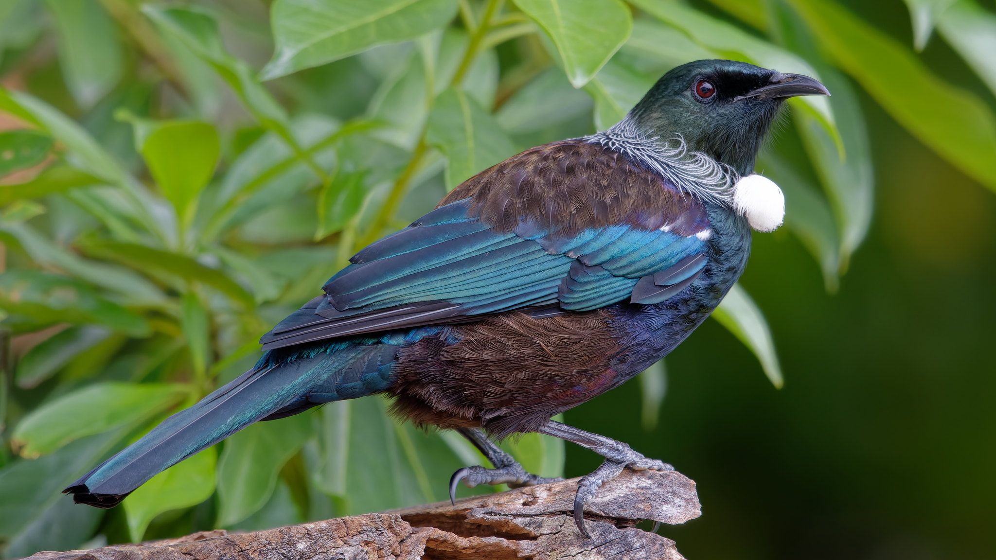 2048x1152 NZ Birds back to NZ in April. BIRDS in BACKYARDS