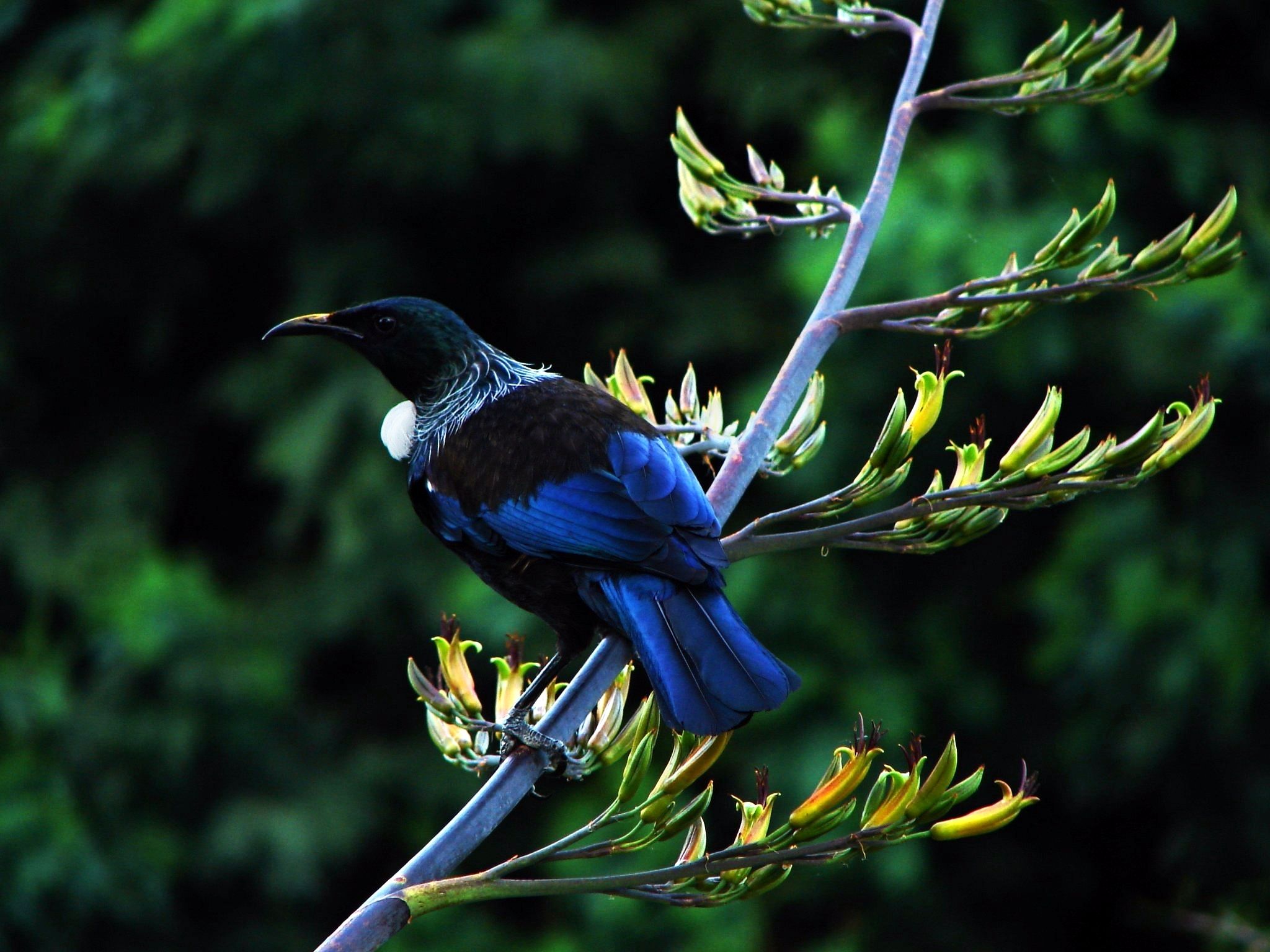 2048x1536 NewZealandTuiOnFlax