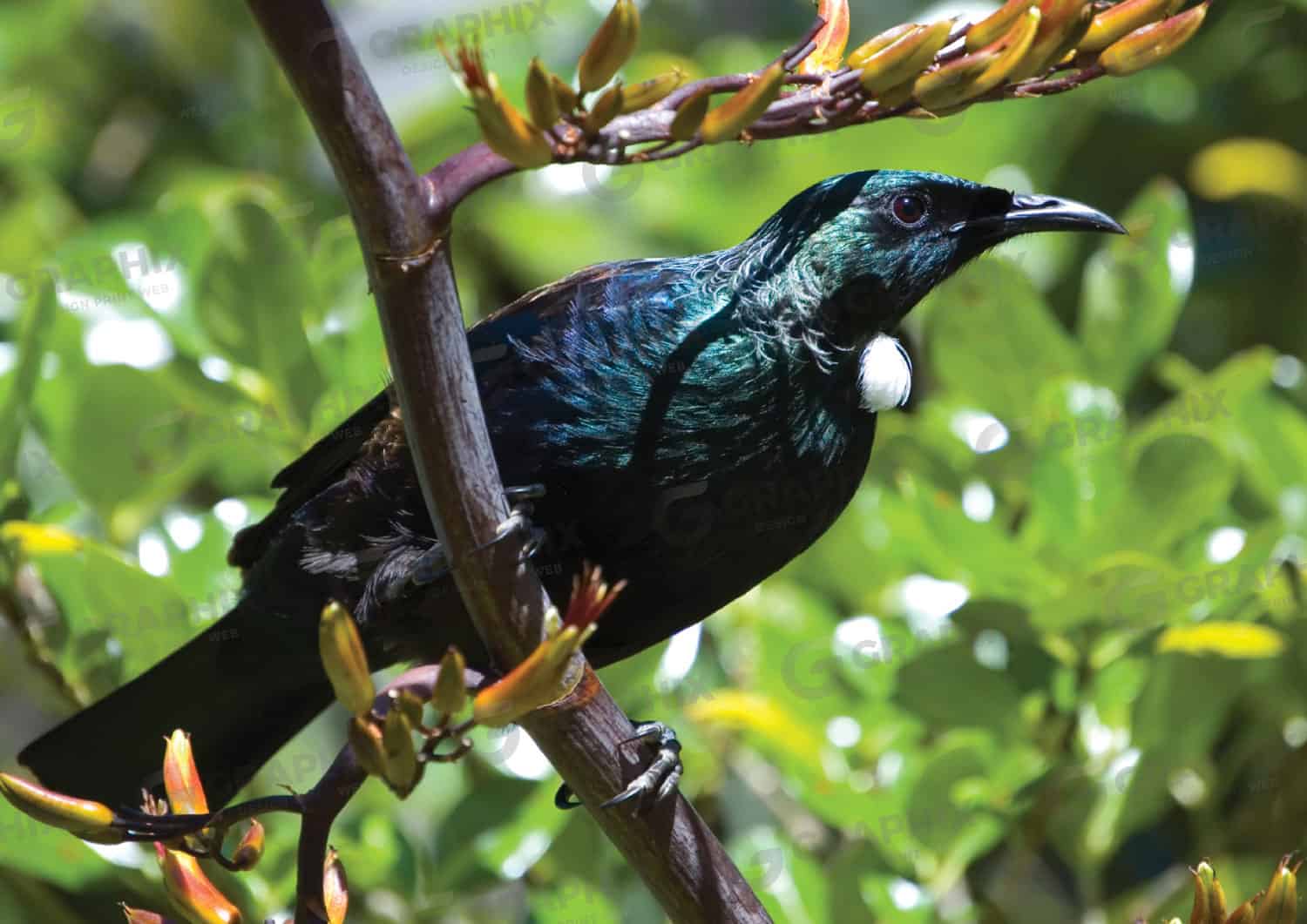 1500x1061 New Zealand birds