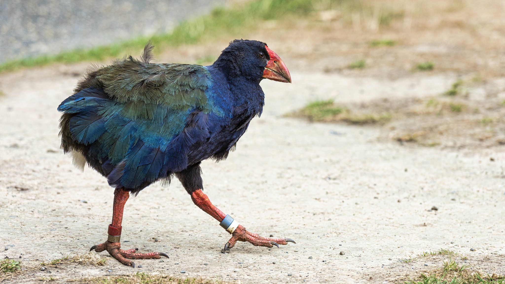 2048x1152 New Zealand birds: Takahe facing extinction find new home in sanctuary