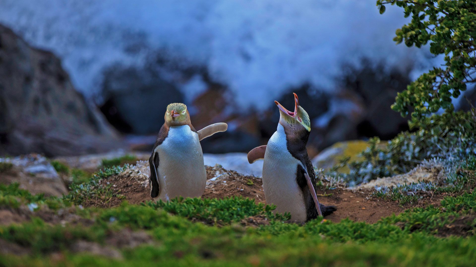 1920x1080 Bing Image: Yellow Eyed Penguins, Moeraki, New Zealand Wallpaper Gallery