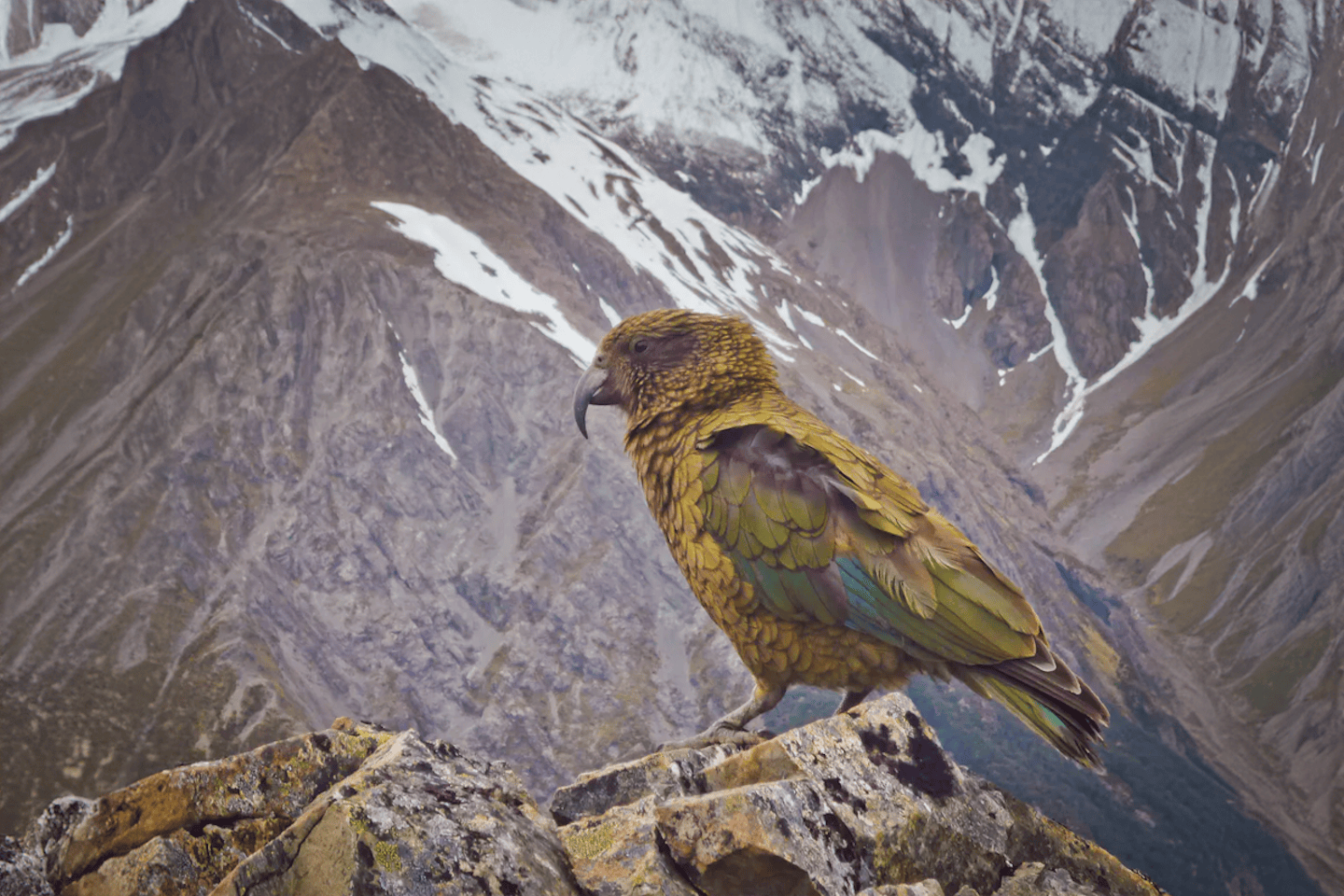 1440x960 Meet the kea parrot: Mischievous guardians of the mountains