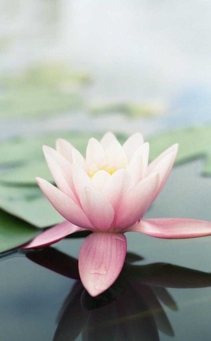 740x1196 Natural flower pink. wallpaper.sc iPhone4s
