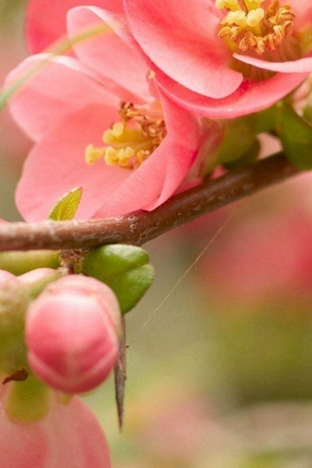 744x1216 Flower Blossom Pink Branch Bright iPhone 4s Wallpaper Download