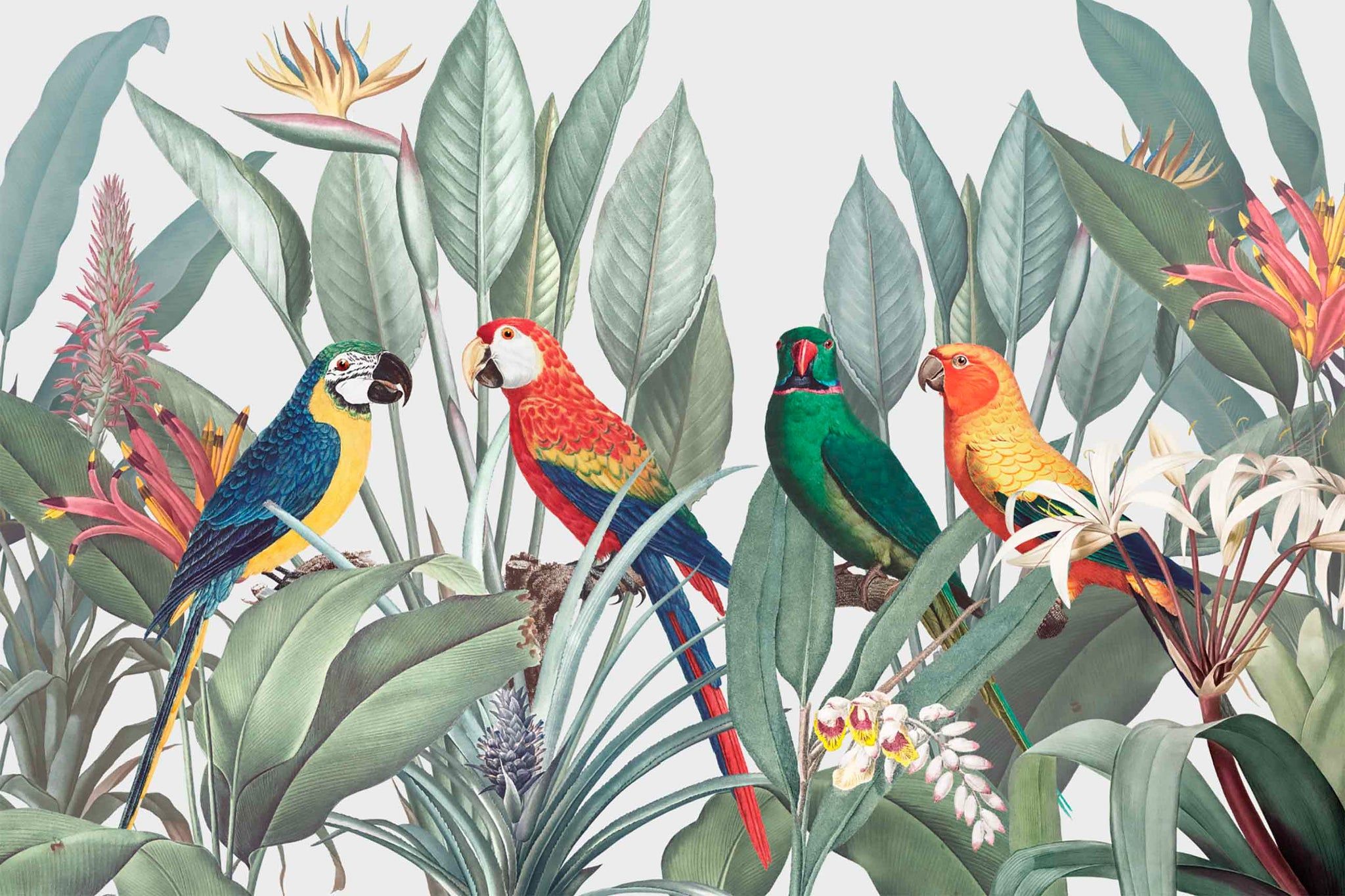 2048x1365 Redoute Jungle Parrots Wall Mural and Stick Wall Murals Type II Vinyl
