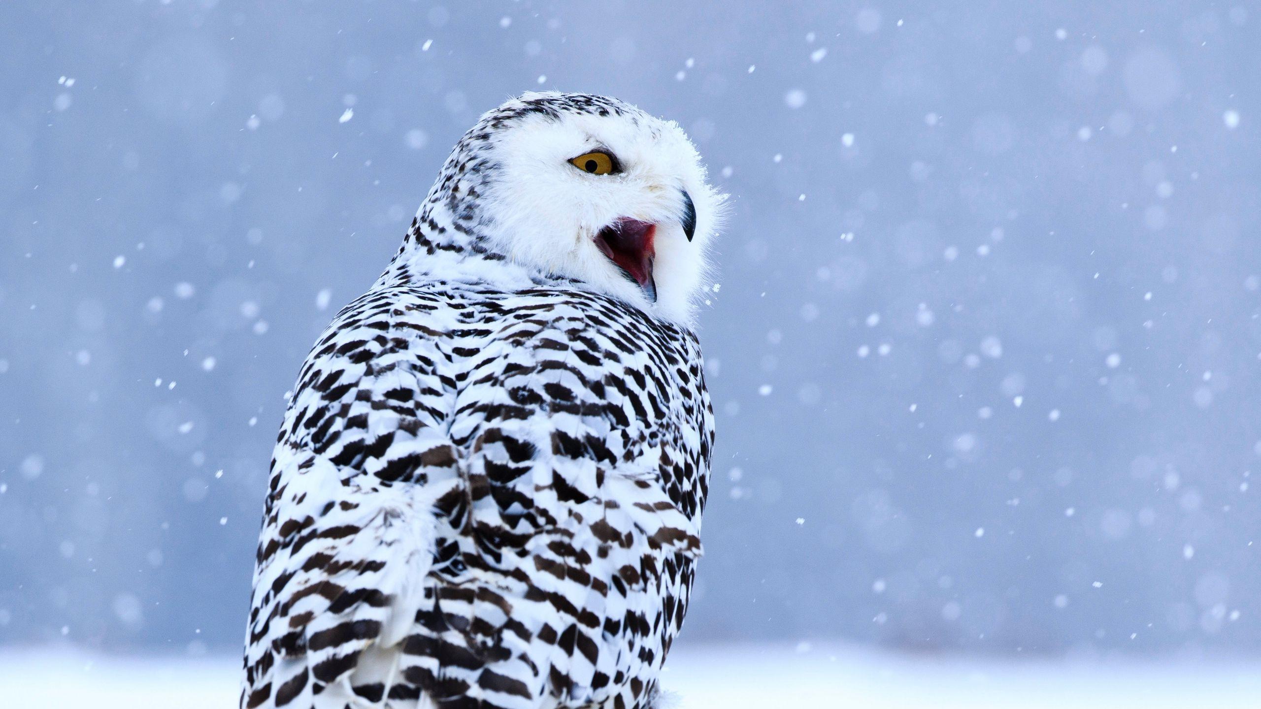 2560x1440 Download wallpaper 2560x1440 owl, white owl, polar owl, bird, snow