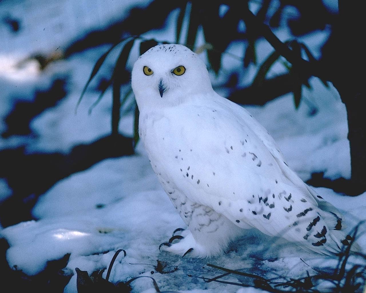 1280x1024 Free Snowy Owl Wallpaper