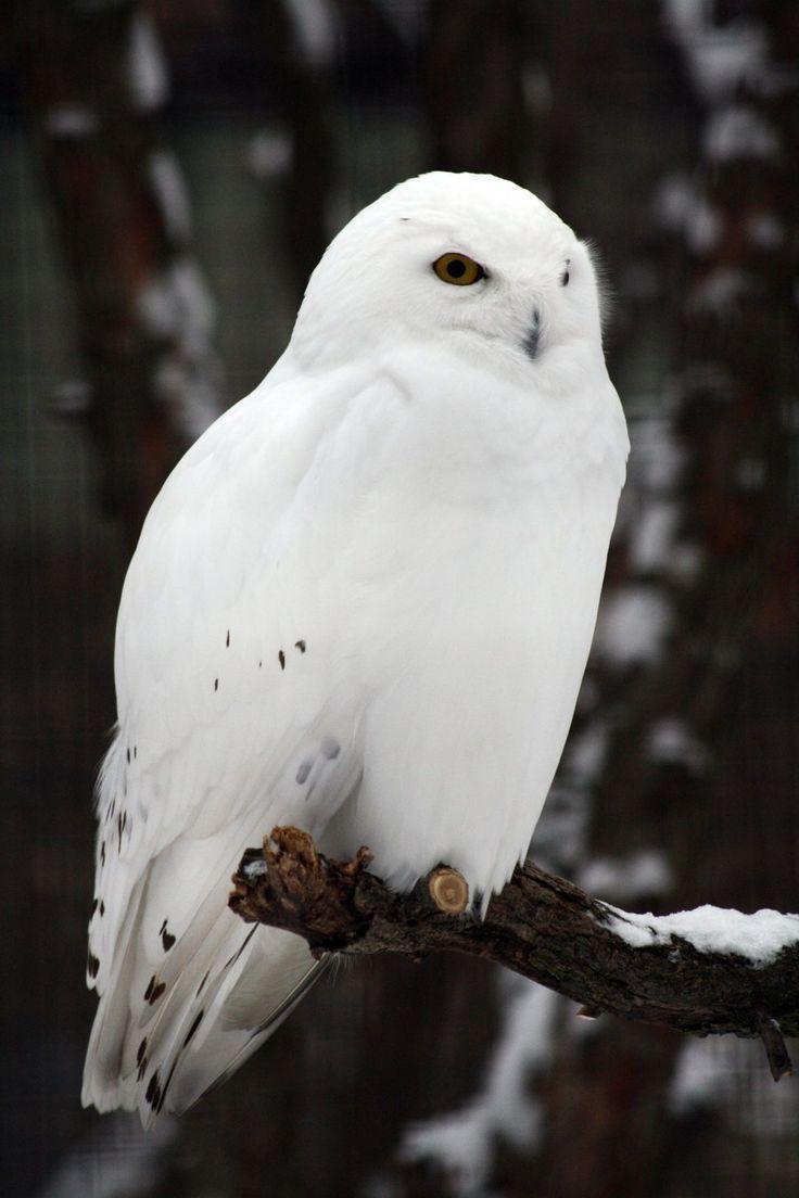 736x1104 brutalgeneration: “Snowy Owl by MegMarcinkus ”. Owl
