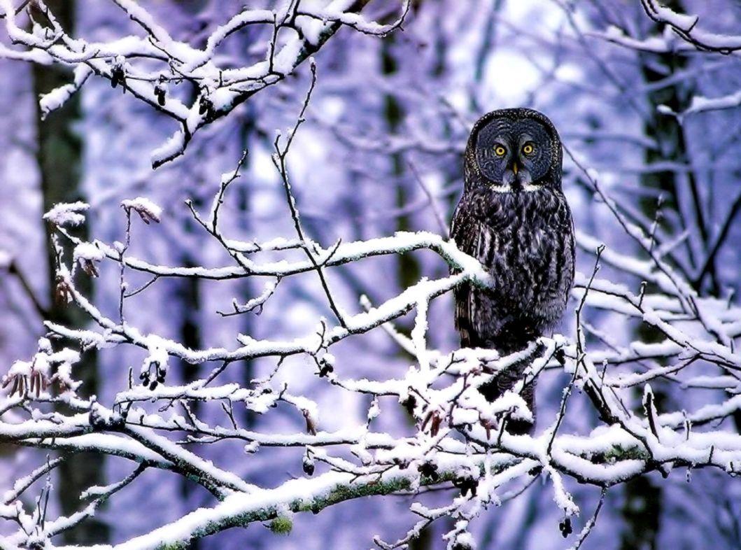 1059x786 Snowy Owl Wallpaper Tree, Download