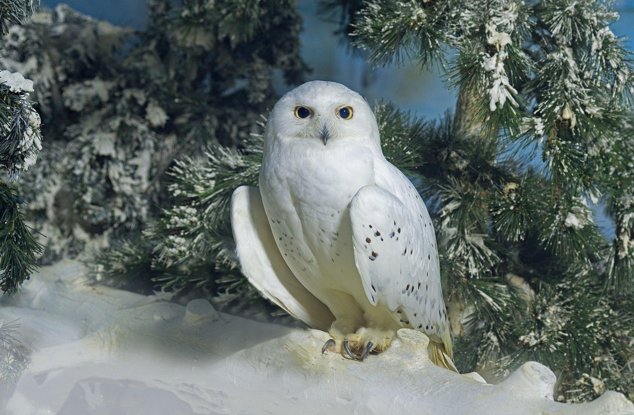 2048x1343 Snowy Owl Wallpaper HD
