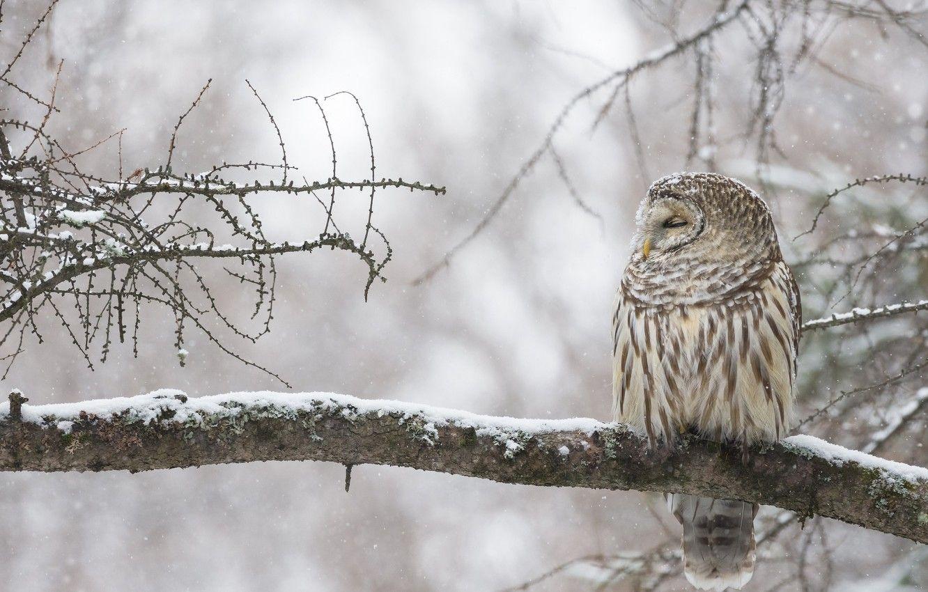 1332x850 Wallpaper winter, owl, bird, branch, Canada image for desktop