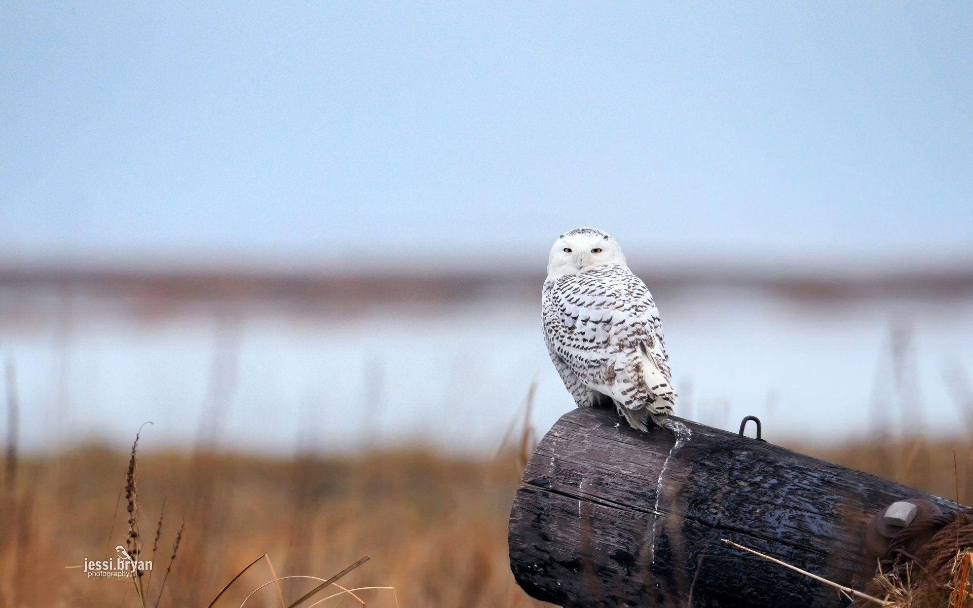 1920x1200 snowy, Owl Wallpaper HD / Desktop and Mobile Background