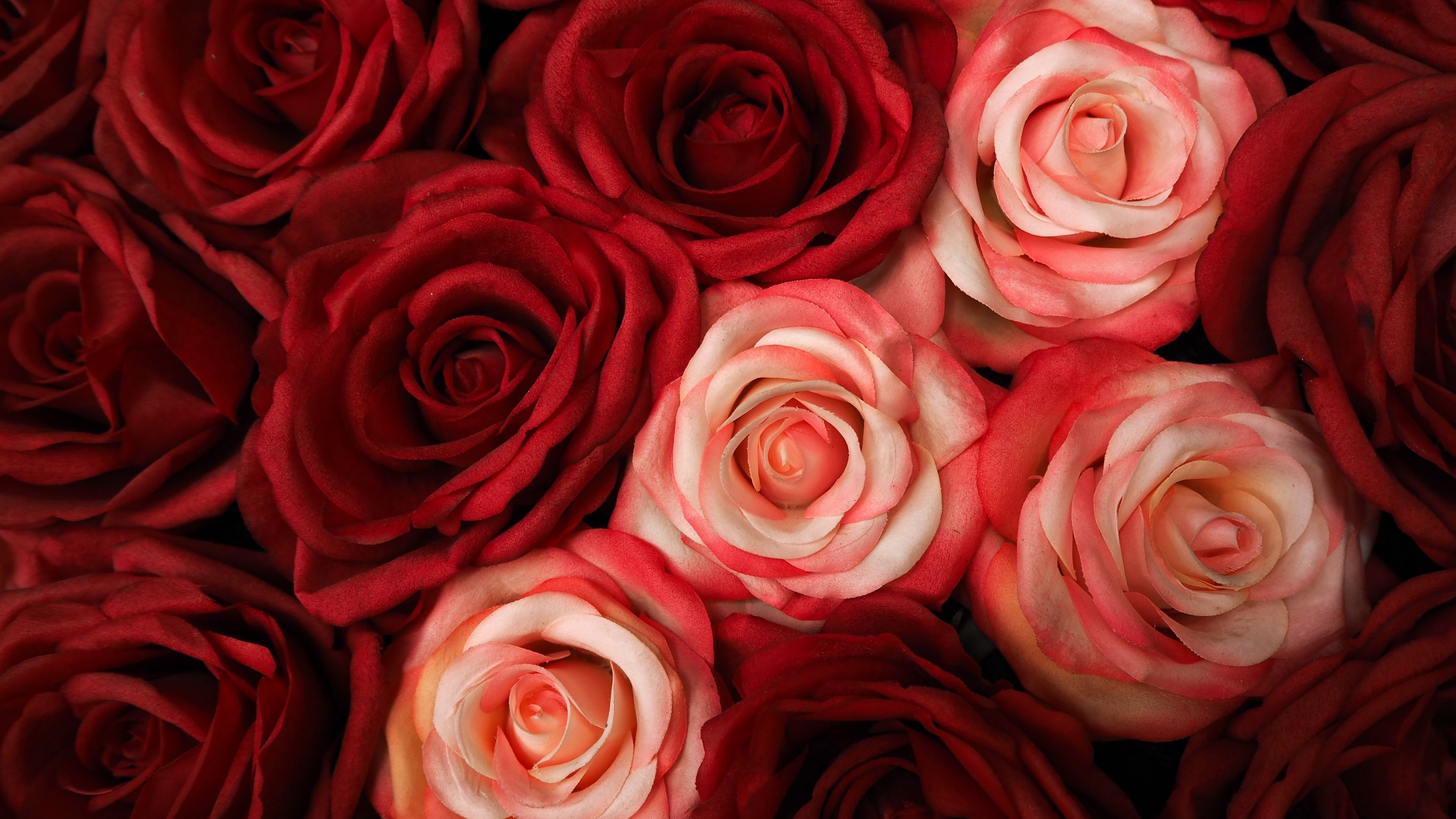 3840x2160 Red Roses Wallpaper 4K, White Roses, Floral Background