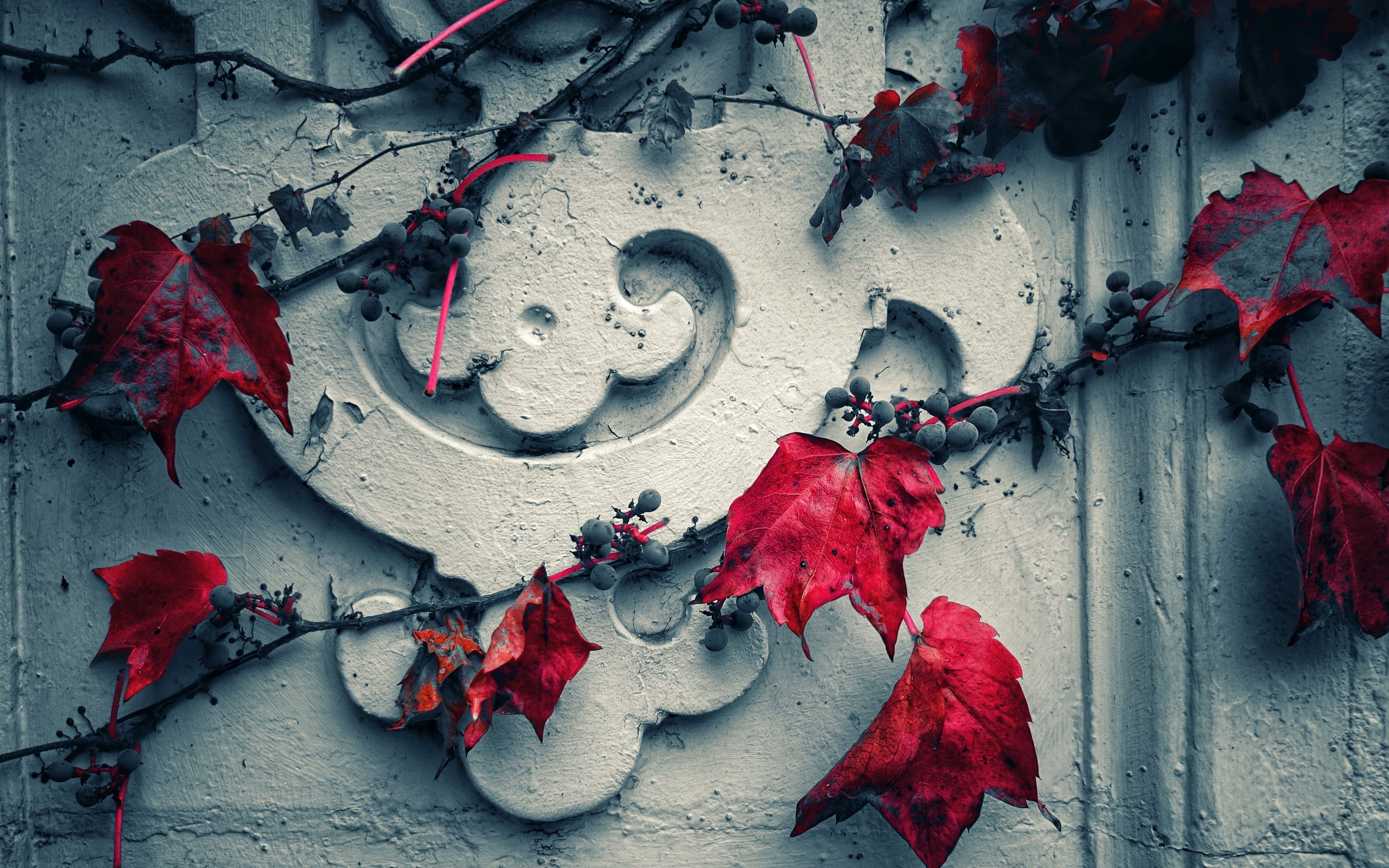 3840x2400 Wallpaper wallpaper, red, wall, white, leaves, grapes, miscellaneous, 4k ultra HD background for mobile and desktop, section разное, resolution 3840x2400