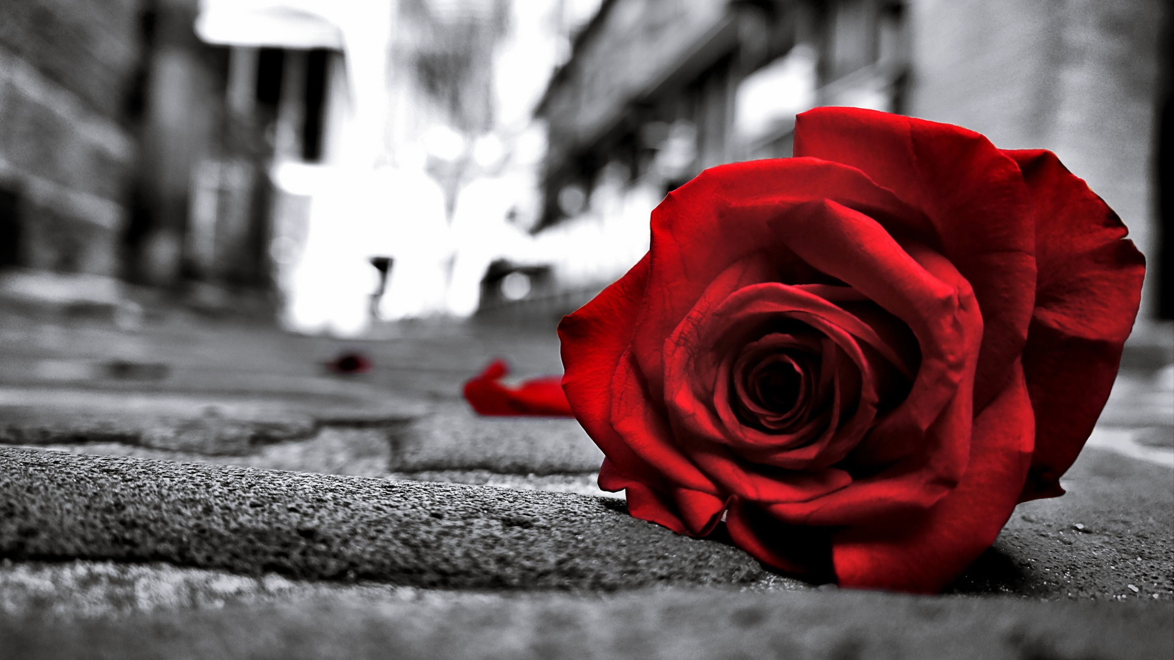 3840x2160 Red Rose Wallpaper 4K, Monochrome background, Sad Rose