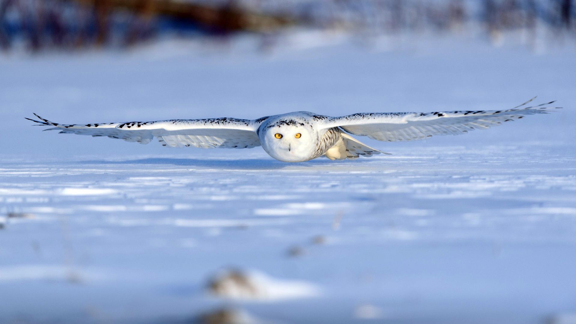 1920x1080 snowy owl in very low flight [1920x1080]