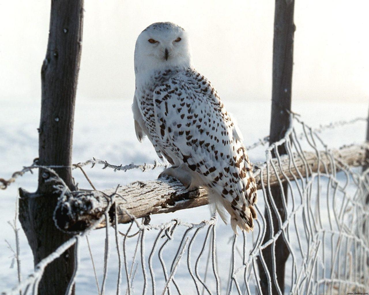 1280x1024 White Winter Owl # 1600x1200. All For Desktop