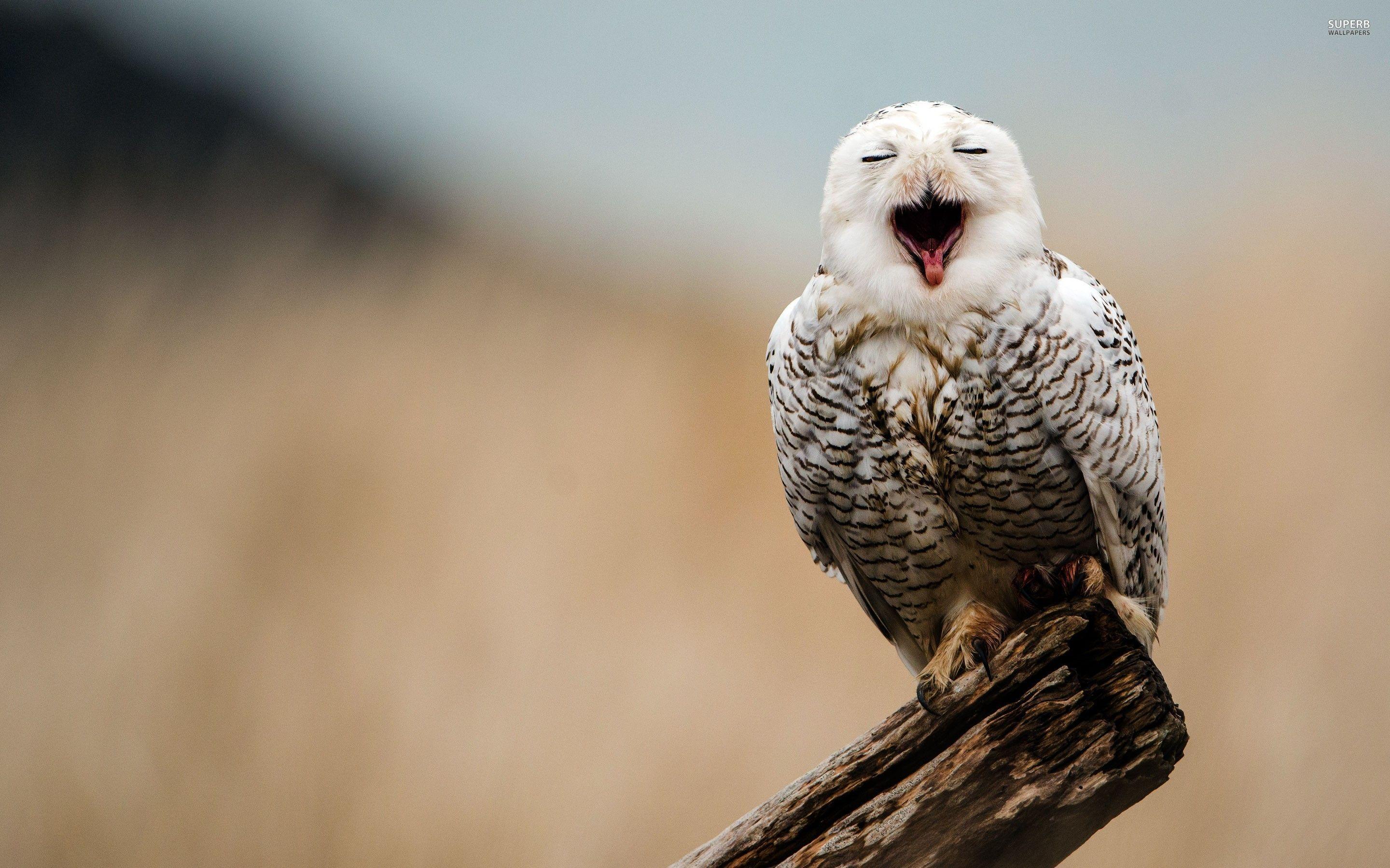 2880x1800 Barred Owl Wallpaper HD Owl Desktop Background Hd, HD
