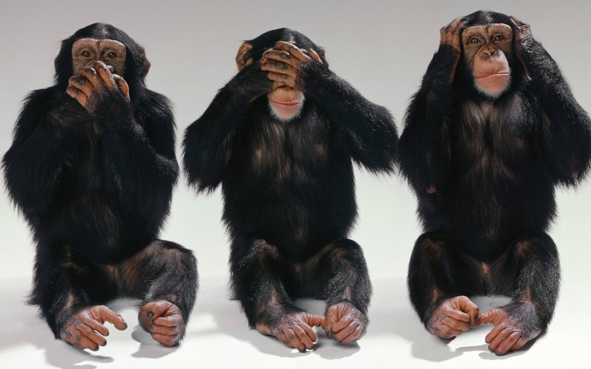 1920x1200 Download Chimpanzee Hear See Speak No Evil Wallpaper