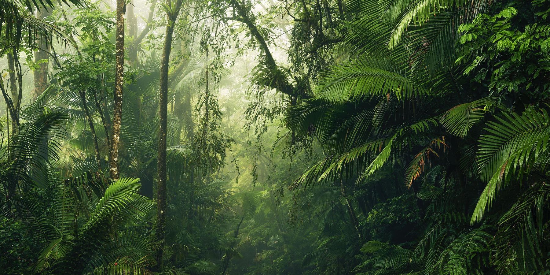1800x899 Into the Wild Mural Wallpaper: Landscape Mural