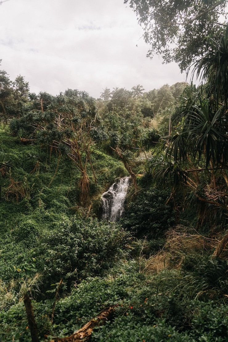 740x1109 Wild jungle view Image