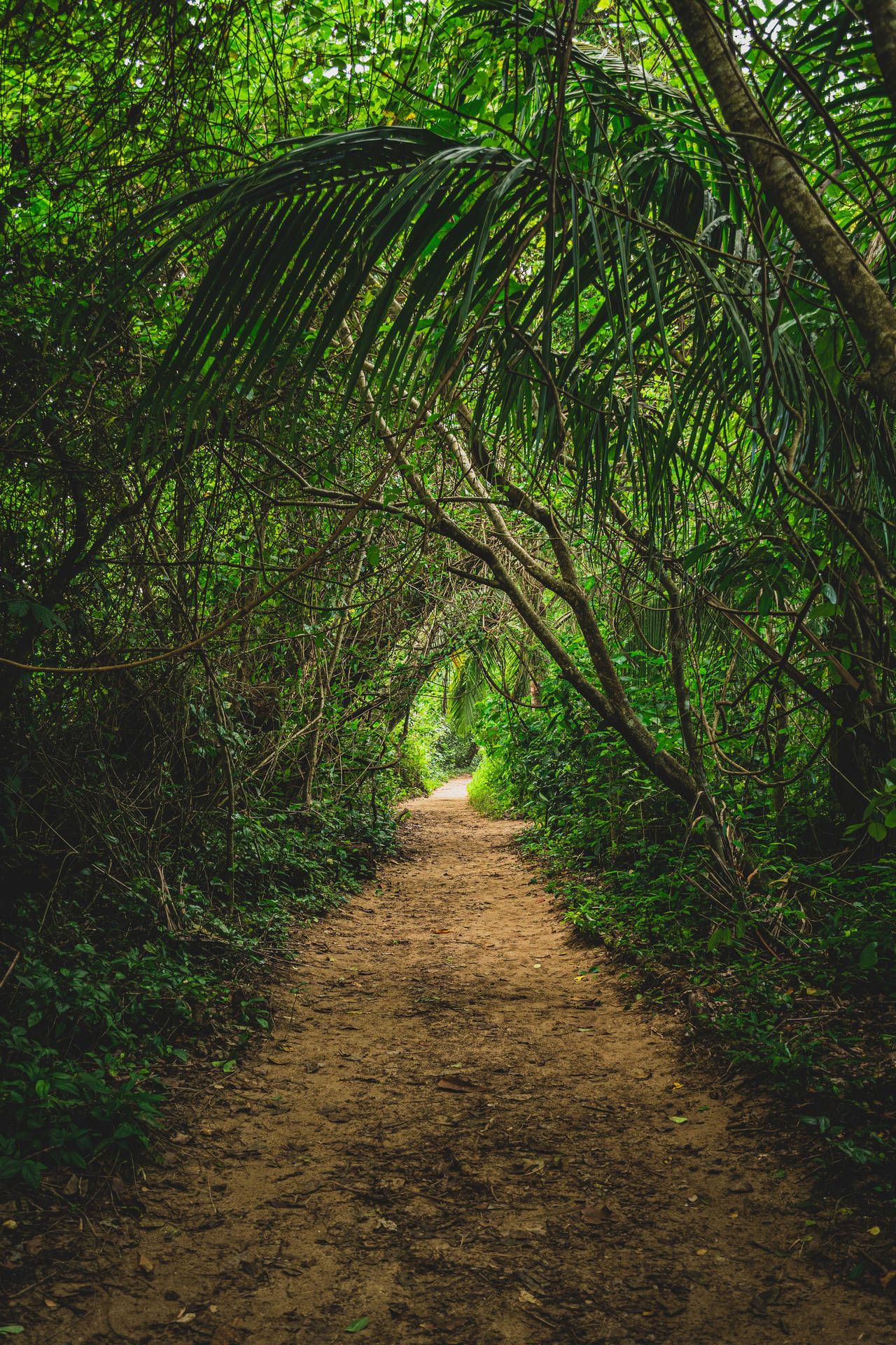 1280x1920 Download Explore the beauty of the Jungle Wallpaper