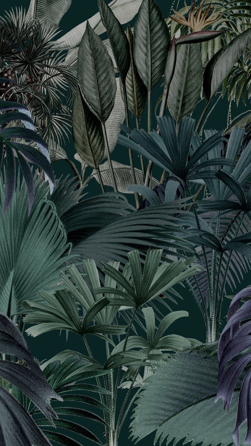 800x1422 Jungle Image. Free HD Background, PNGs, Vectors & Templates
