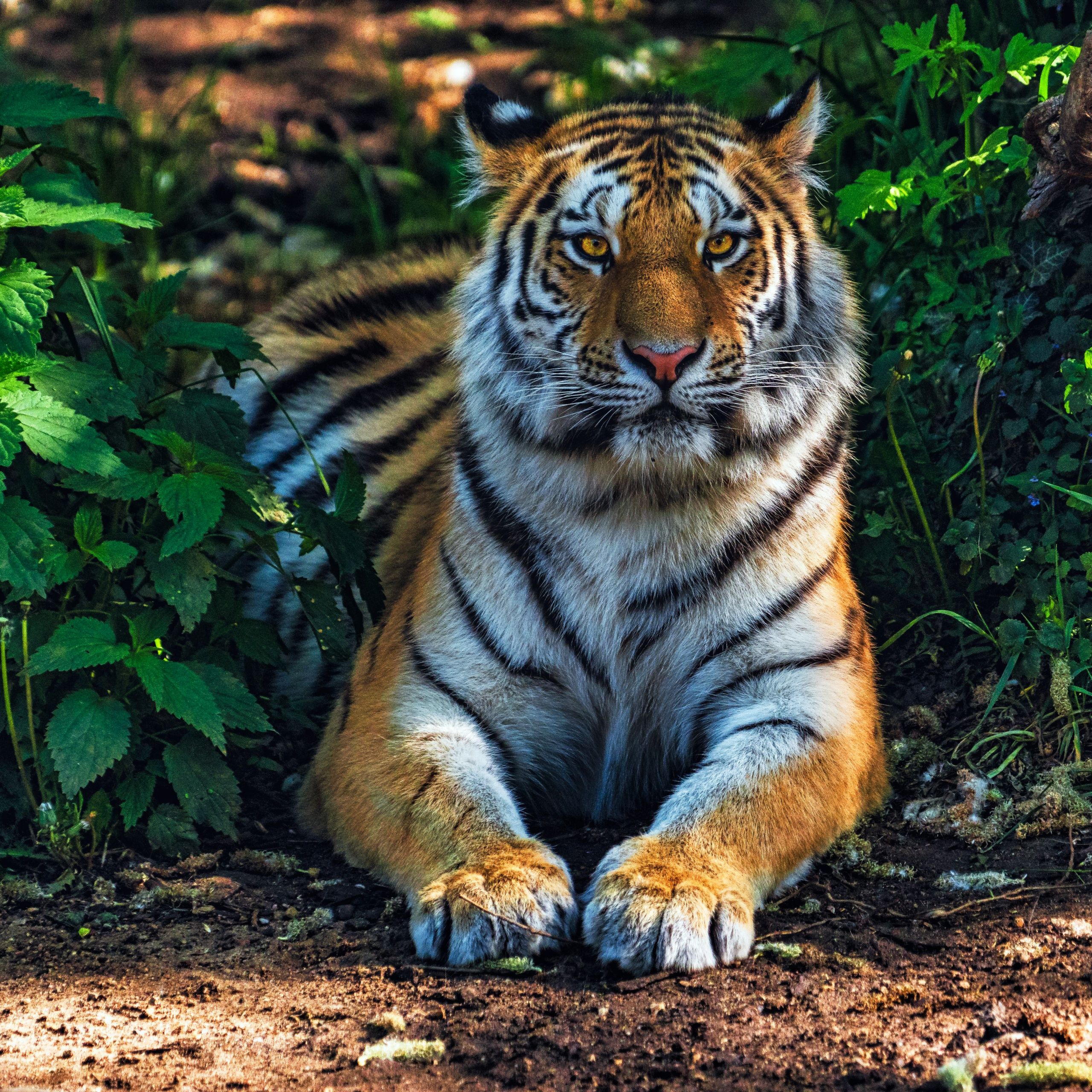 2560x2560 Bengal Tiger Wallpaper 4K, Forest, Predator, Jungle