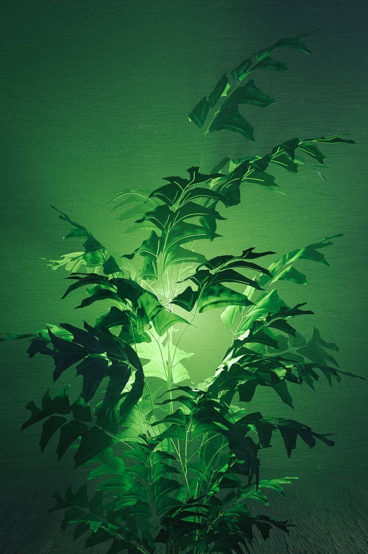 736x1108 Glowing Plant Mobile Wallpaper Free Download Image Glow In Plant Mobile Hd Wallpaper For Mobile Ue6mjnsu #floral #gardening #leaves #leaf #plant #wallpaper #download #wallpaper #mobile #iloveflowers Free HD Wallpaper