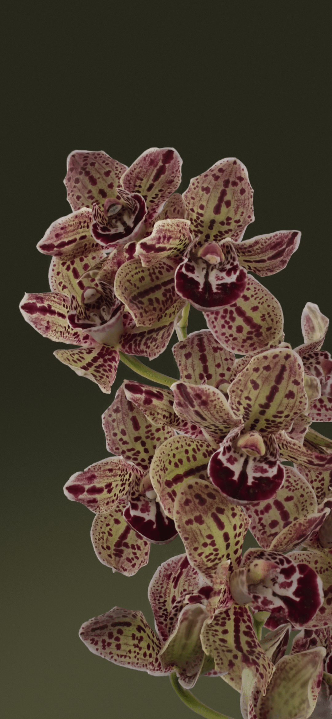 1080x2340 Wallpaper Google Pixel Live Bloom, Google Pixel Pixel Google Pixel 7 Pro, Google, Background Free Image