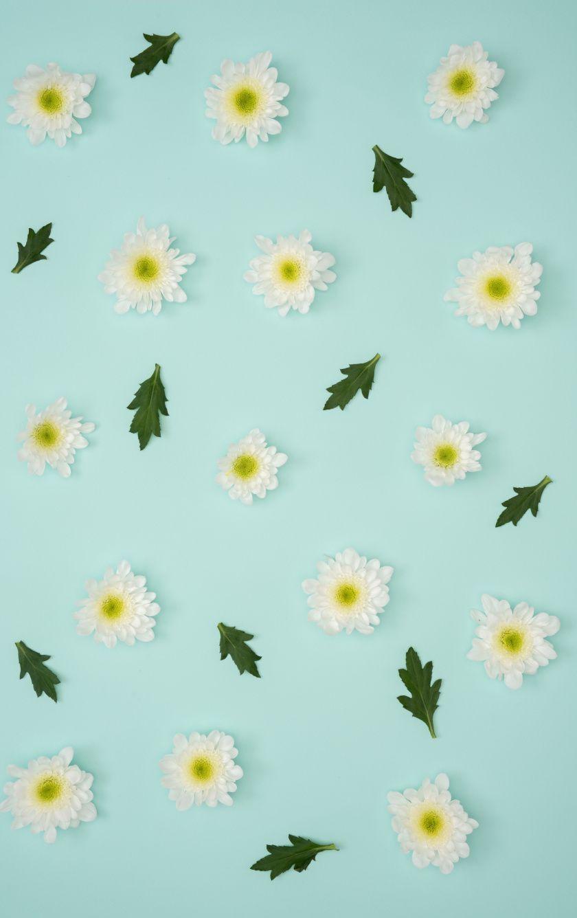 840x1336 Download 840x1336 wallpaper chamomile, leaves, flowers, minimalism