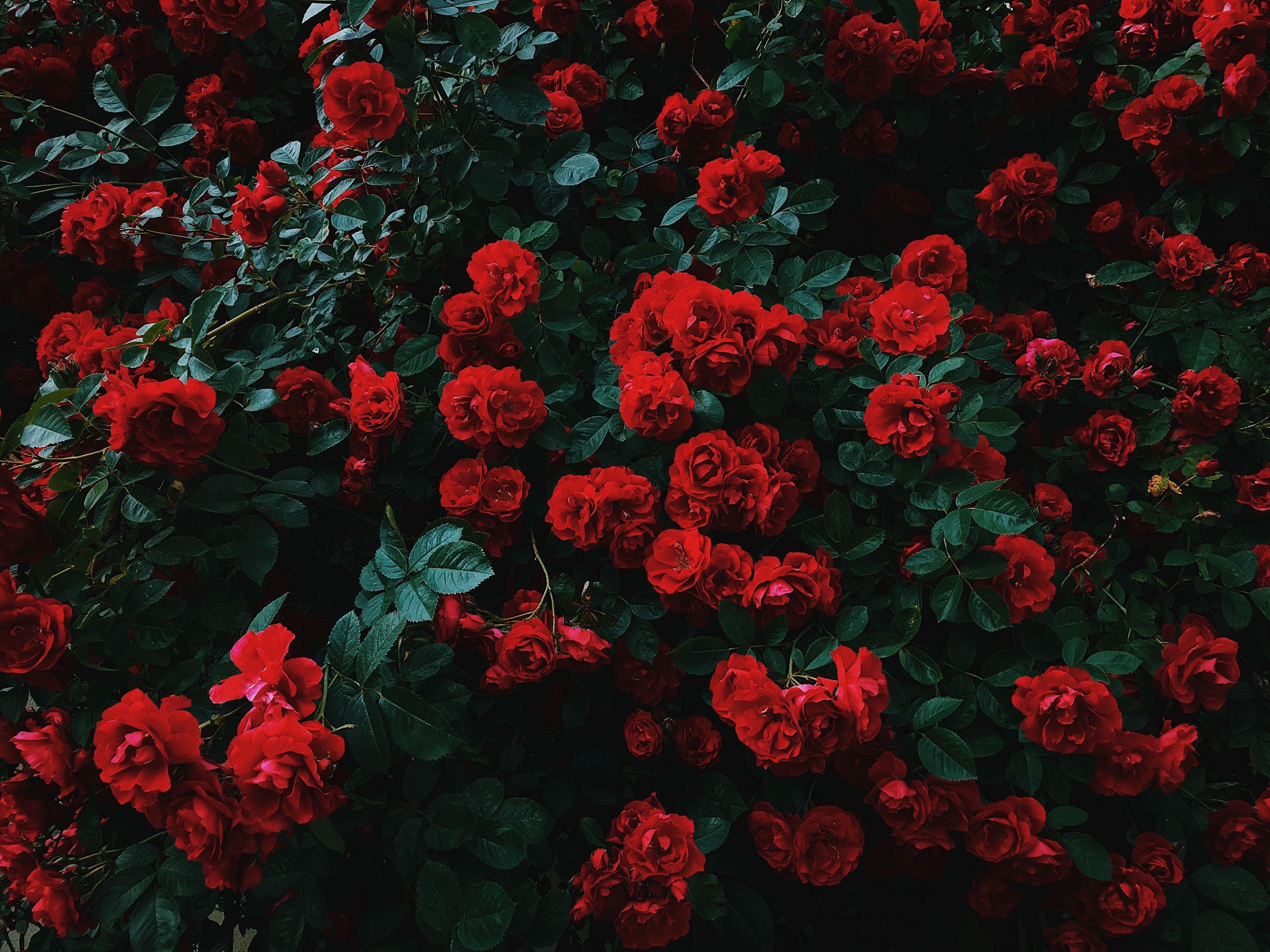 Red Rose Aesthetic Wallpapers on WallpaperDog