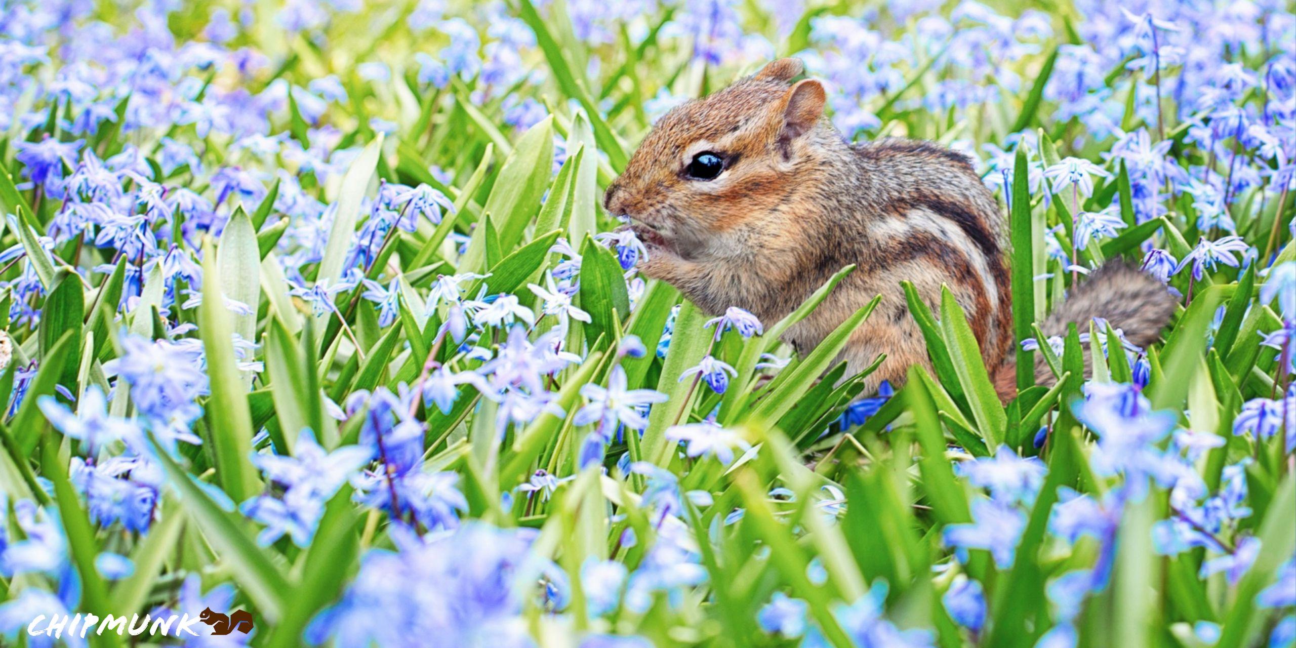 2560x1280 Chipmunk HD Wallpaper