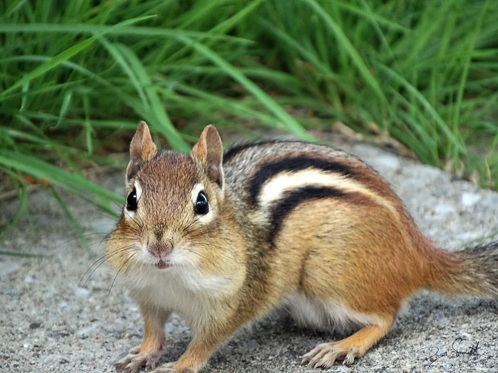 1024x768 Chipmunk Wallpaper for Android