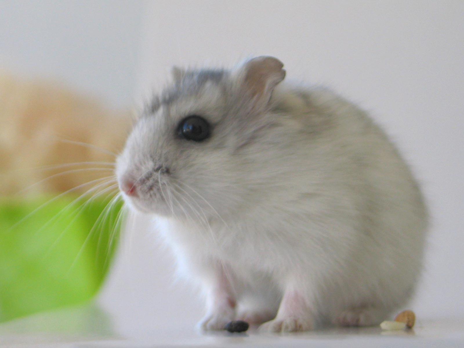 1600x1200 Wallpaper Sea: mouse wallpaper