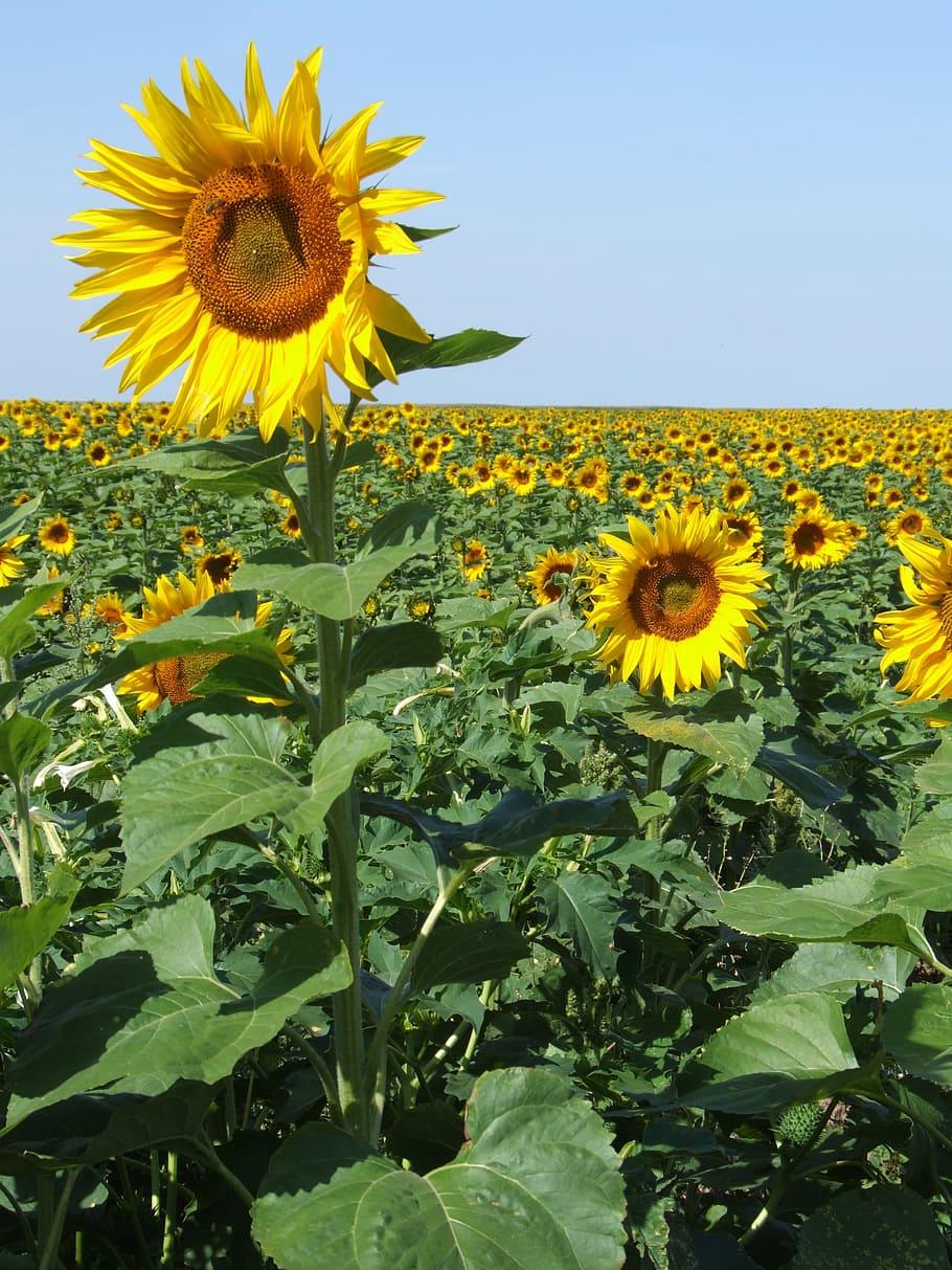 910x1213 HD wallpaper: sunflowers, france, field, yellow, summer, provence