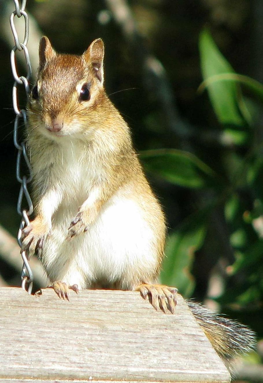910x1324 HD wallpaper: eastern chipmunk, tamias striatus, largest chipmunk