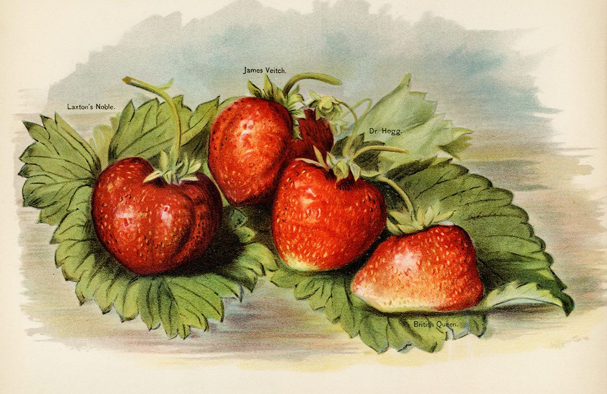 1200x779 Vintage Botanical Strawberry Mural Wallpaper