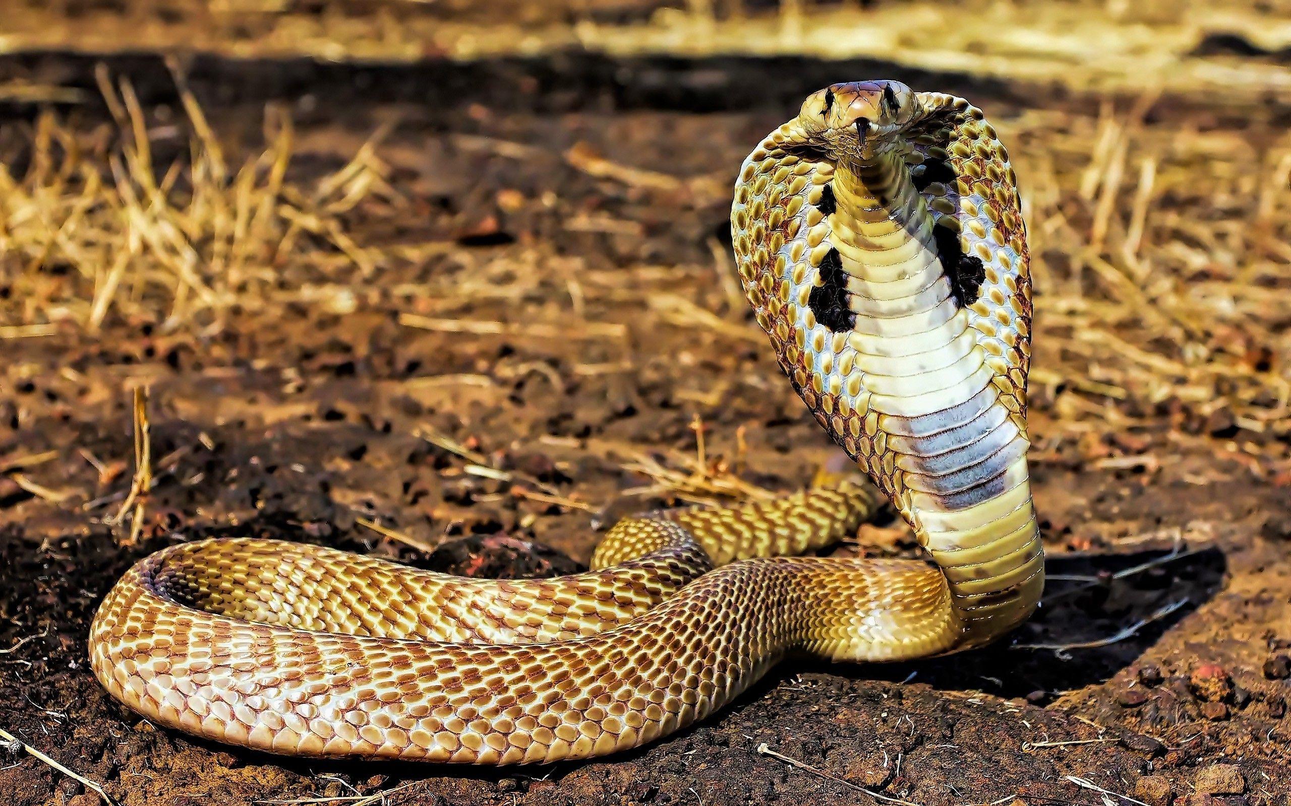 King Cobra Snake Wallpapers Top Free King Cobra Snake Backgrounds King Cobra Snake Wallpapers Top Free King Cobra Snake Backgrounds