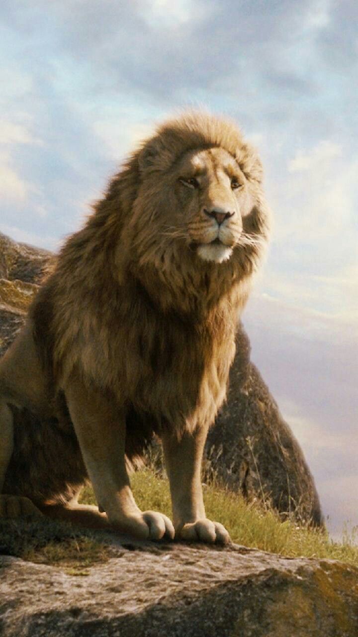 720x1280 Narnia. Aslan narnia, Narnia movies, Narnia lion
