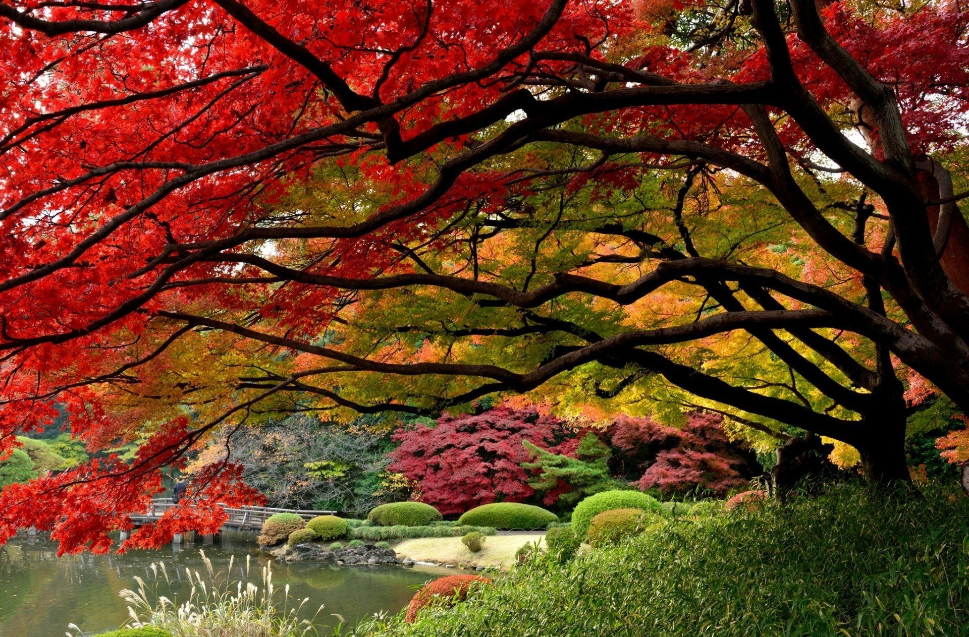 1920x1263 Autumn Serenity: HD Wallpaper of a Japanese Gardenx1347
