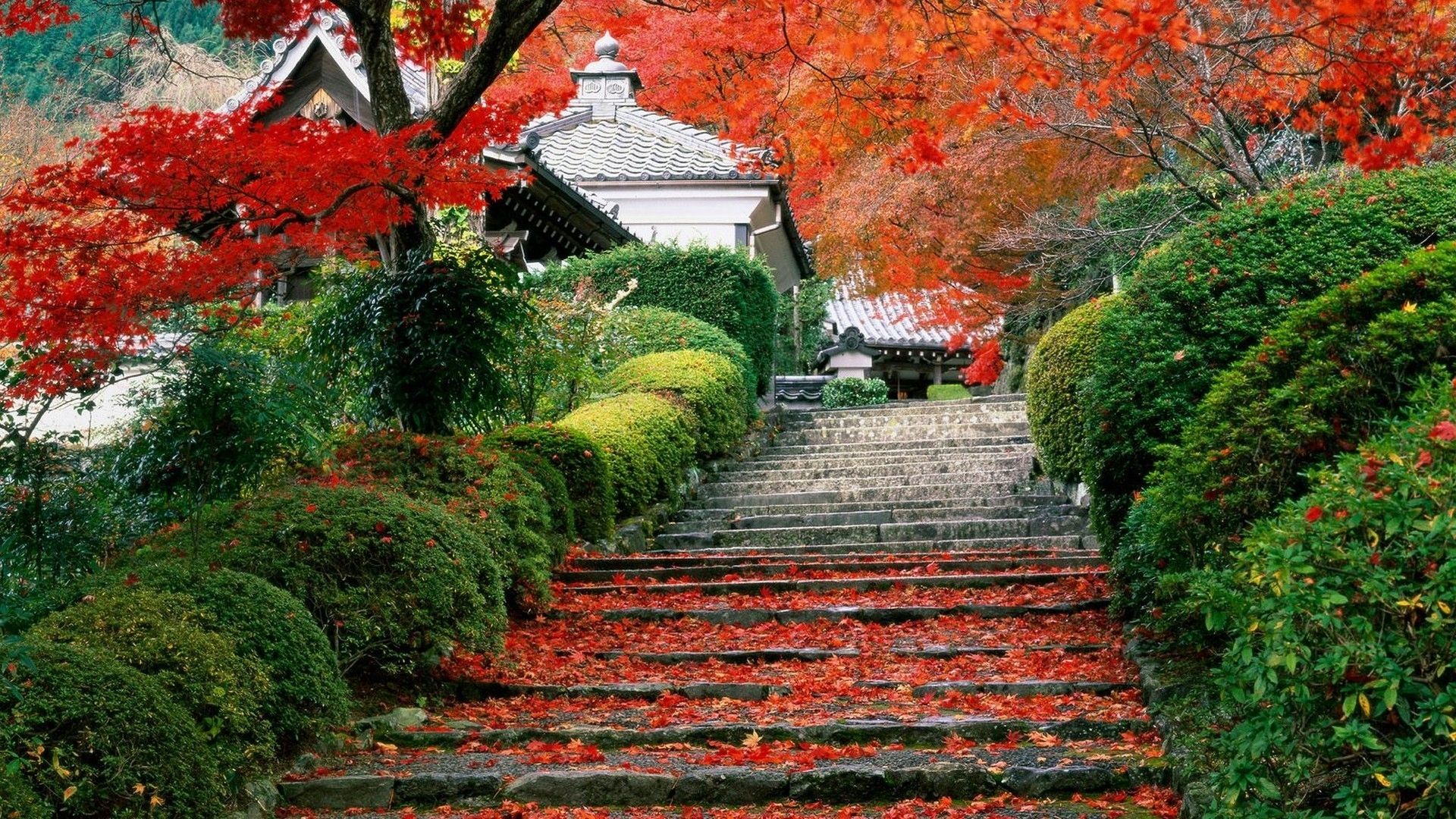 1920x1080 japan, Garden, Kyoto, Autumn, Fall Wallpaper HD / Desktop and Mobile Background