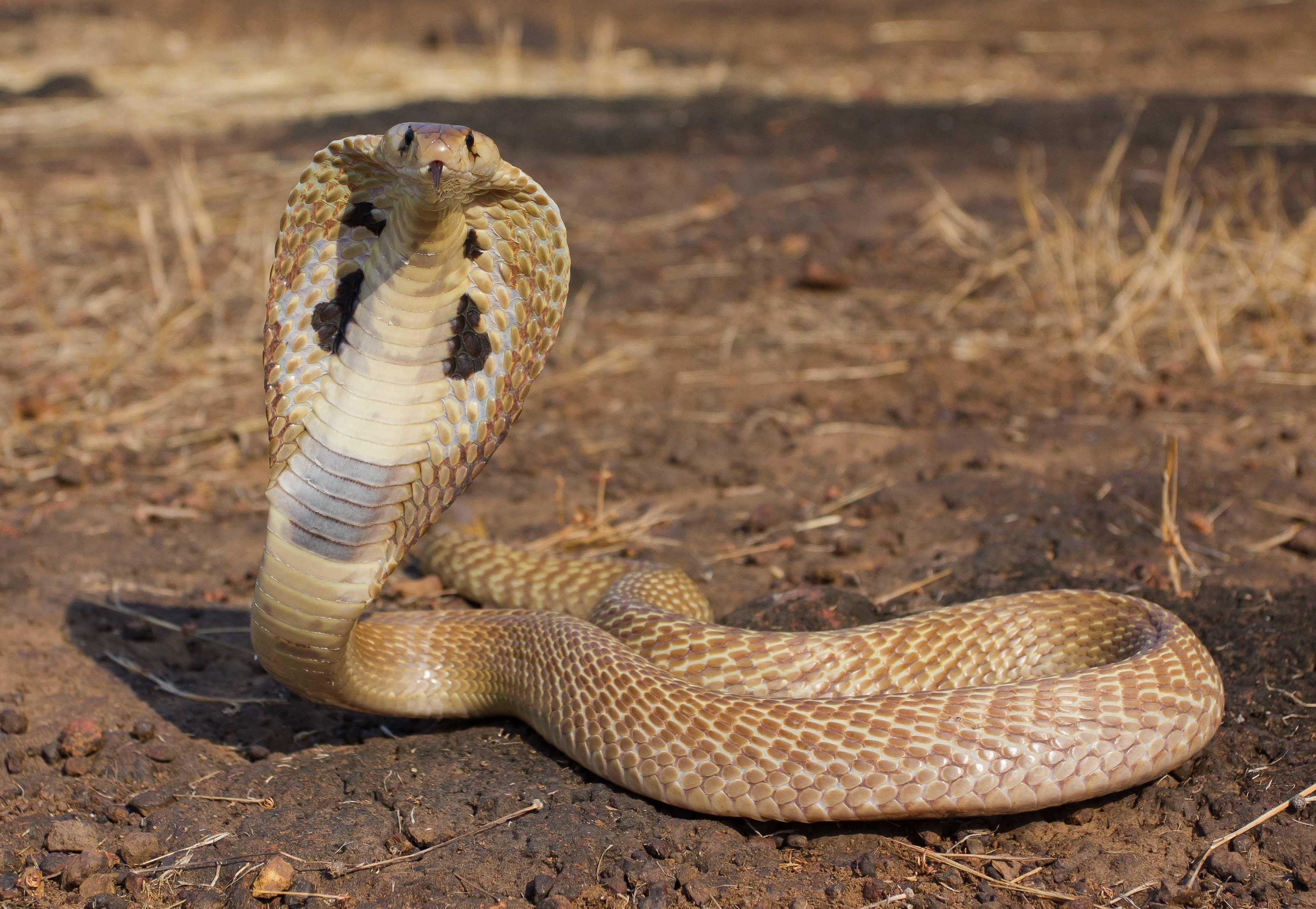 3818x2636 Beautiful, Cobra, Snake, Top, HD, Wallpaper, For, Desktop