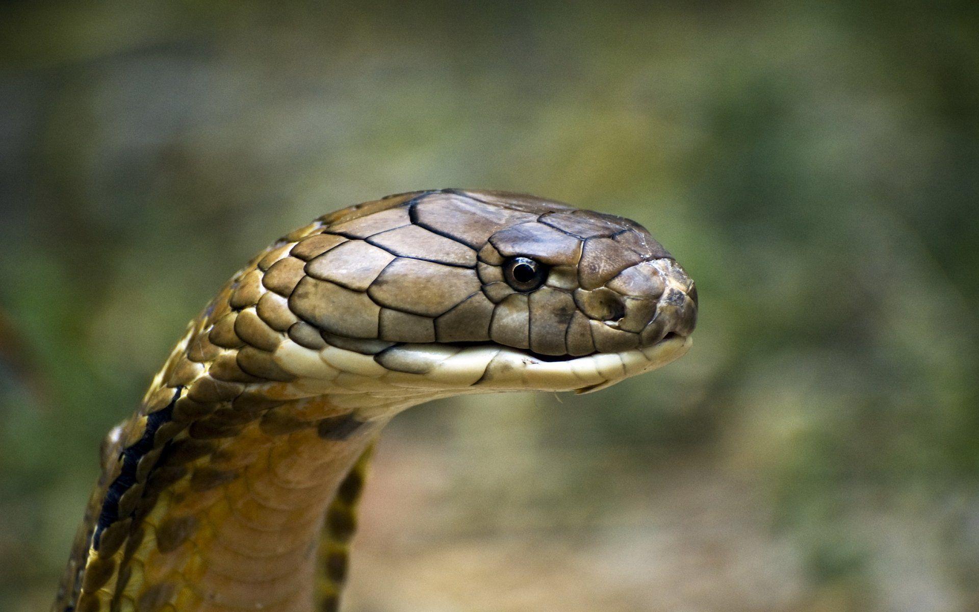 1920x1200 King Cobra HD Wallpaper and Background Image